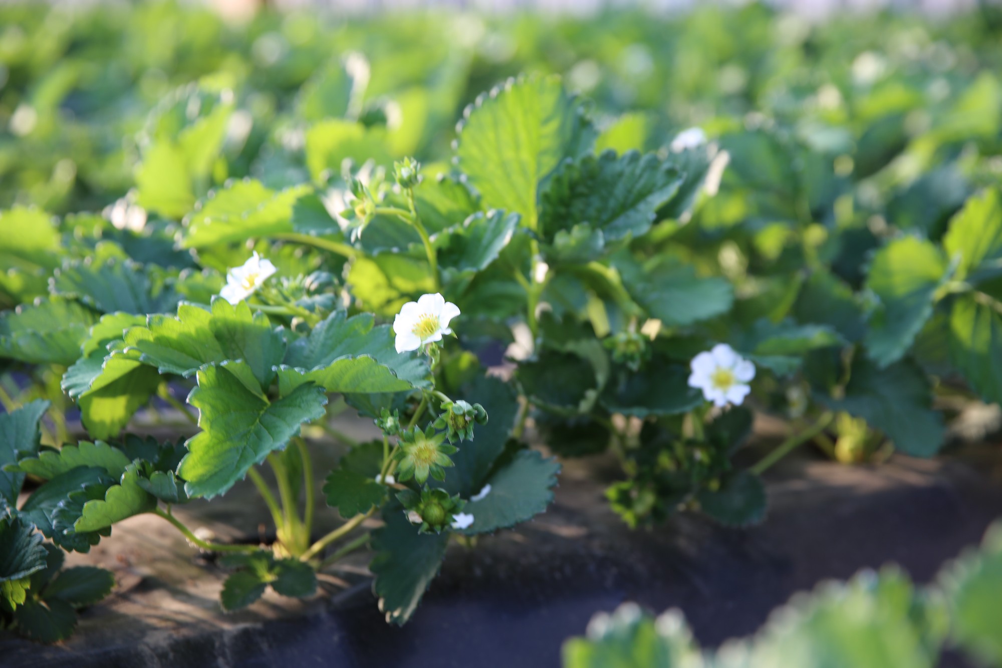 YUKI有机草莓种植基地